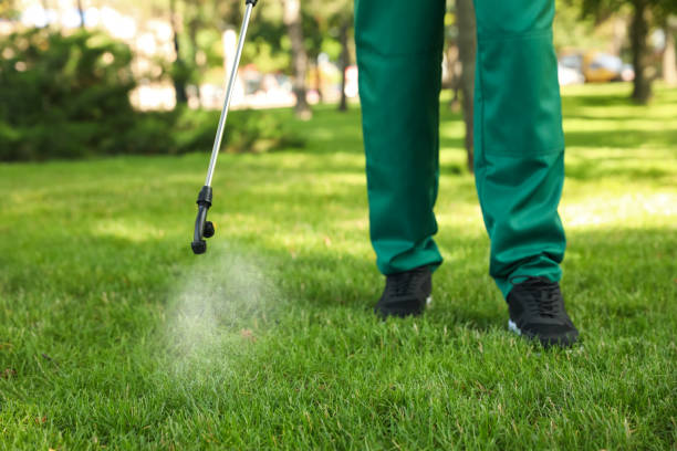 Best Ant Control Services  in Bunker Hill Village, TX