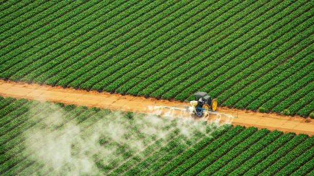 Best Wasp Removal Services  in Bunker Hill Village, TX