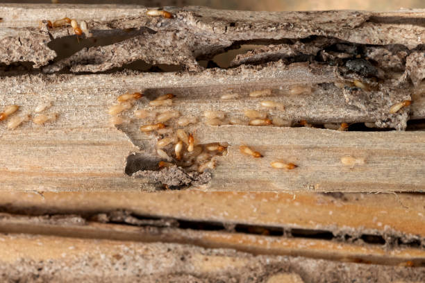 Pest Prevention Services in Bunker Hill Village, TX