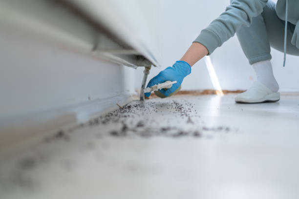 Insect Control in Bunker Hill Village, TX